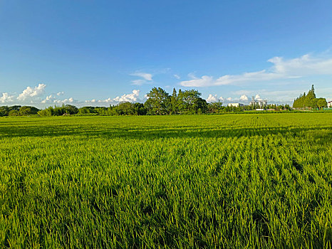 xổ số đồng tháp