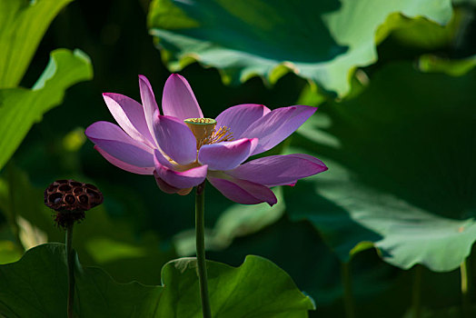 soi cầu 39
