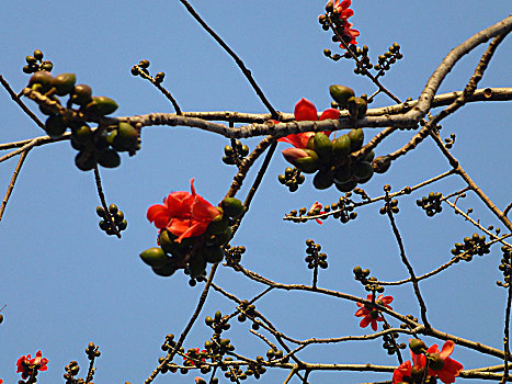 bạch thu mien bac