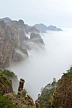 soi câu rong bach kim