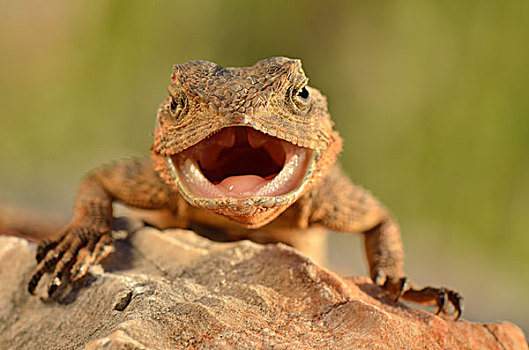 tỉ lệ ăn 3 càng