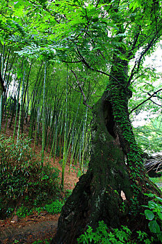 số đồng tháp