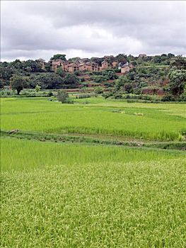 rong bach kim 88