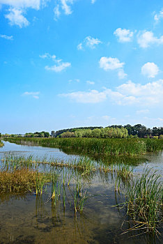 soi cau lo rong bach kim