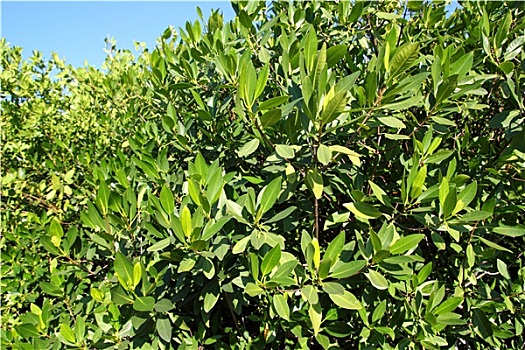 tỷ lệ bóng đá cá cược