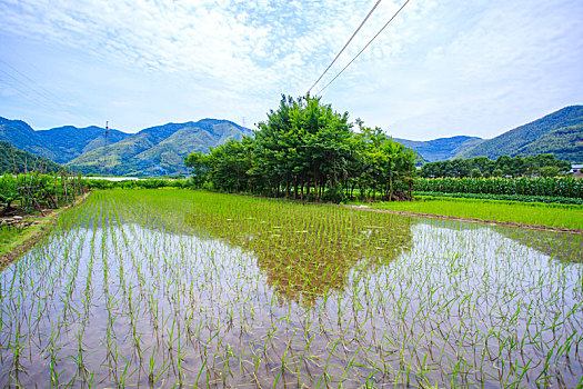 soi cau bach thu xs gia lai hom nay