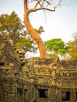 soi cau 365