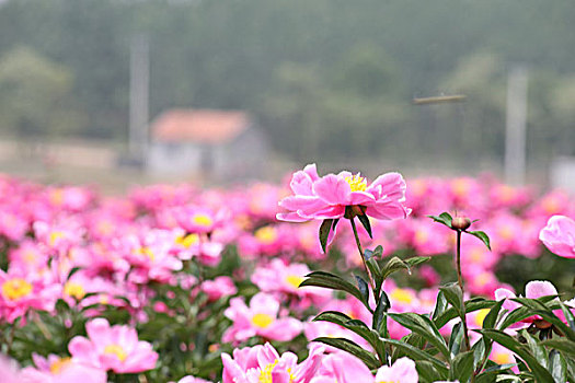 soi cầu lô miền bắc miễn phí
