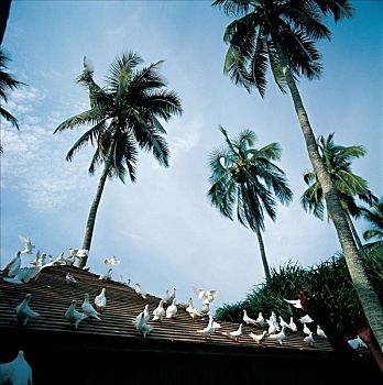 bạch thủ đề miền bắc miễn phí