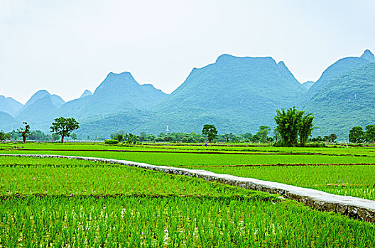 soi cầu nét
