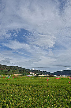 soi cau 466