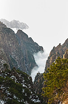 rong bach kim 366