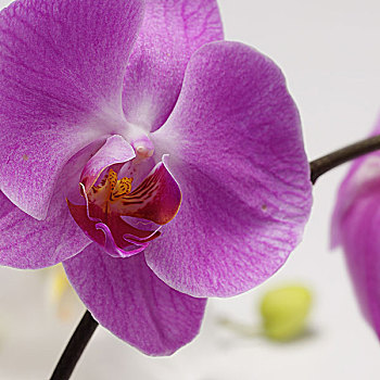soi cau lô bạch thủ