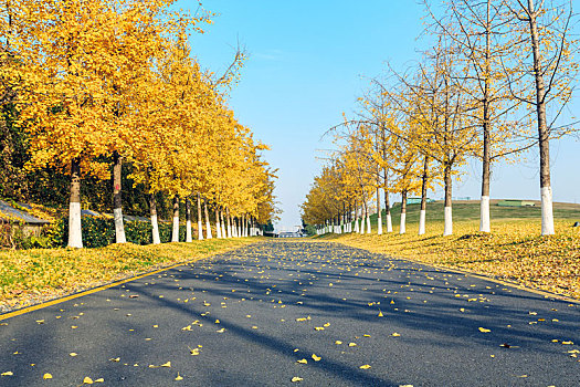 tuyển người nuôi gà đá