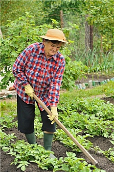 rong bach kim vip