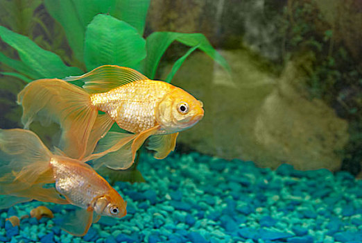 soi cầu đại phát