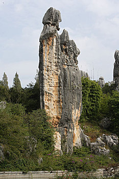 rong bach kim 99