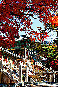 soi câu bach kim