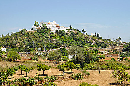 cau soi