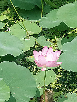 bắc hôm nay