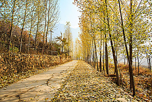 soi cau chinh xac