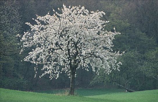 soi bạch thủ lô miễn phí
