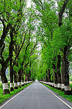 thống kê rongbachkim