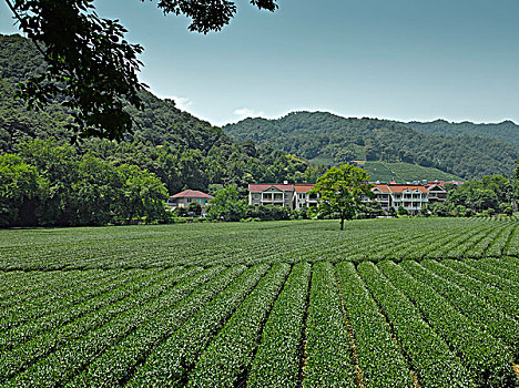 lo đề 88