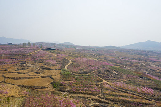 xsmb soi cau rong bach kim