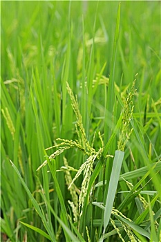 dự đoán xổ số miền bắc ngày mai