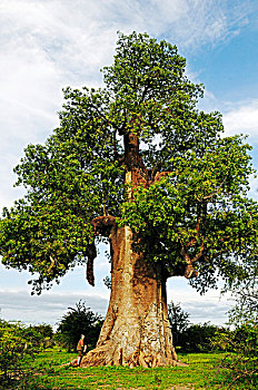 soxokienthiet