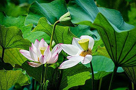 cầu lô đề miền nam