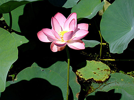 soi cau lo