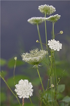 du doan rong bach kim