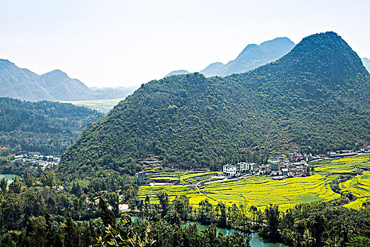 bạch thu lo