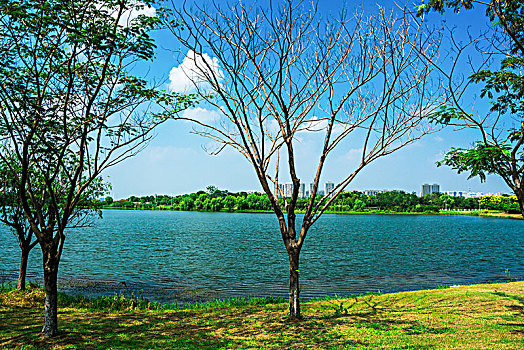soi cầu rong bạch kim
