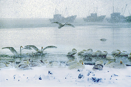 choi so de lam giau