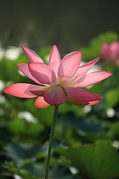 soi cau 999