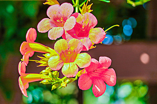 xsmb hang ngay minh ngoc