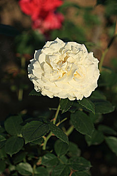 soi lô bạch thủ