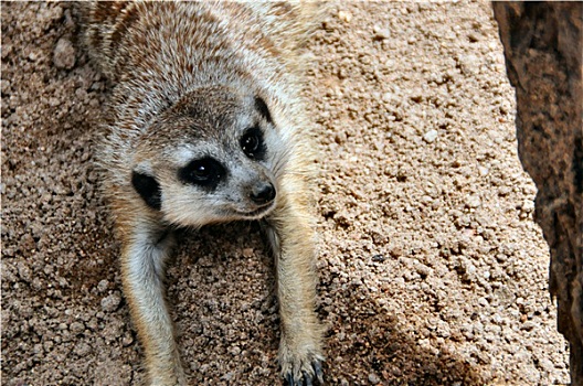 soi cầu lô tô