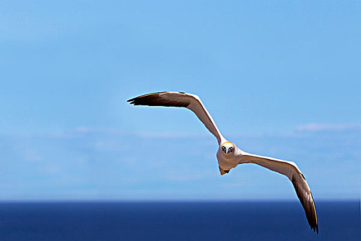 xs vĩnh long