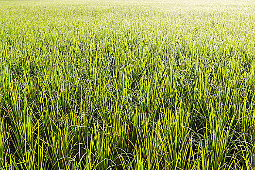 số long an