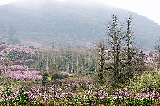 cap lo bach thu hom nay