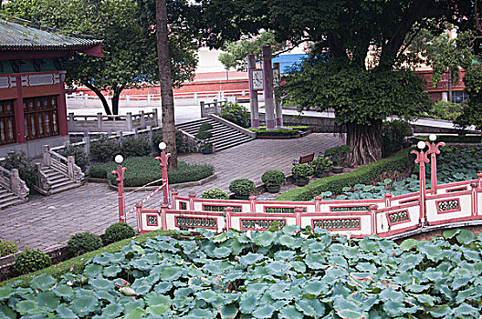 soi cau 2 nhay rong bach kim