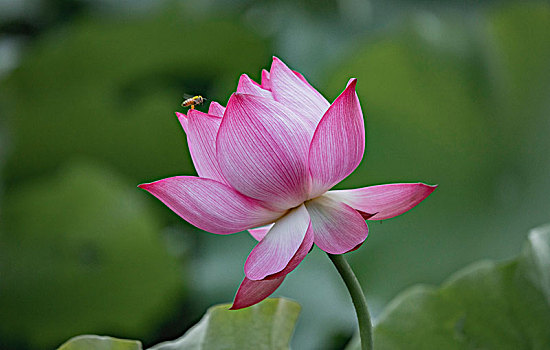 cau bach thu hom nay