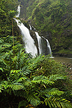 bạch thu de