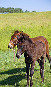 soi cau loto mien phi