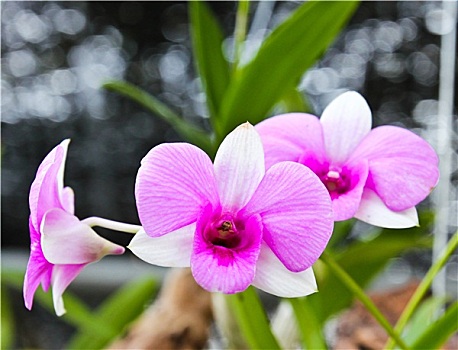xổ số cần thơ hôm nay
