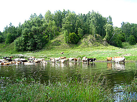 lo khung rong bach kim